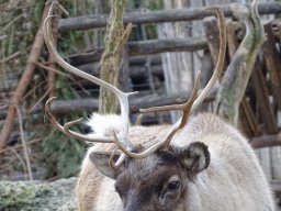 Tiergarten Schönbrunn am 24.02.2026